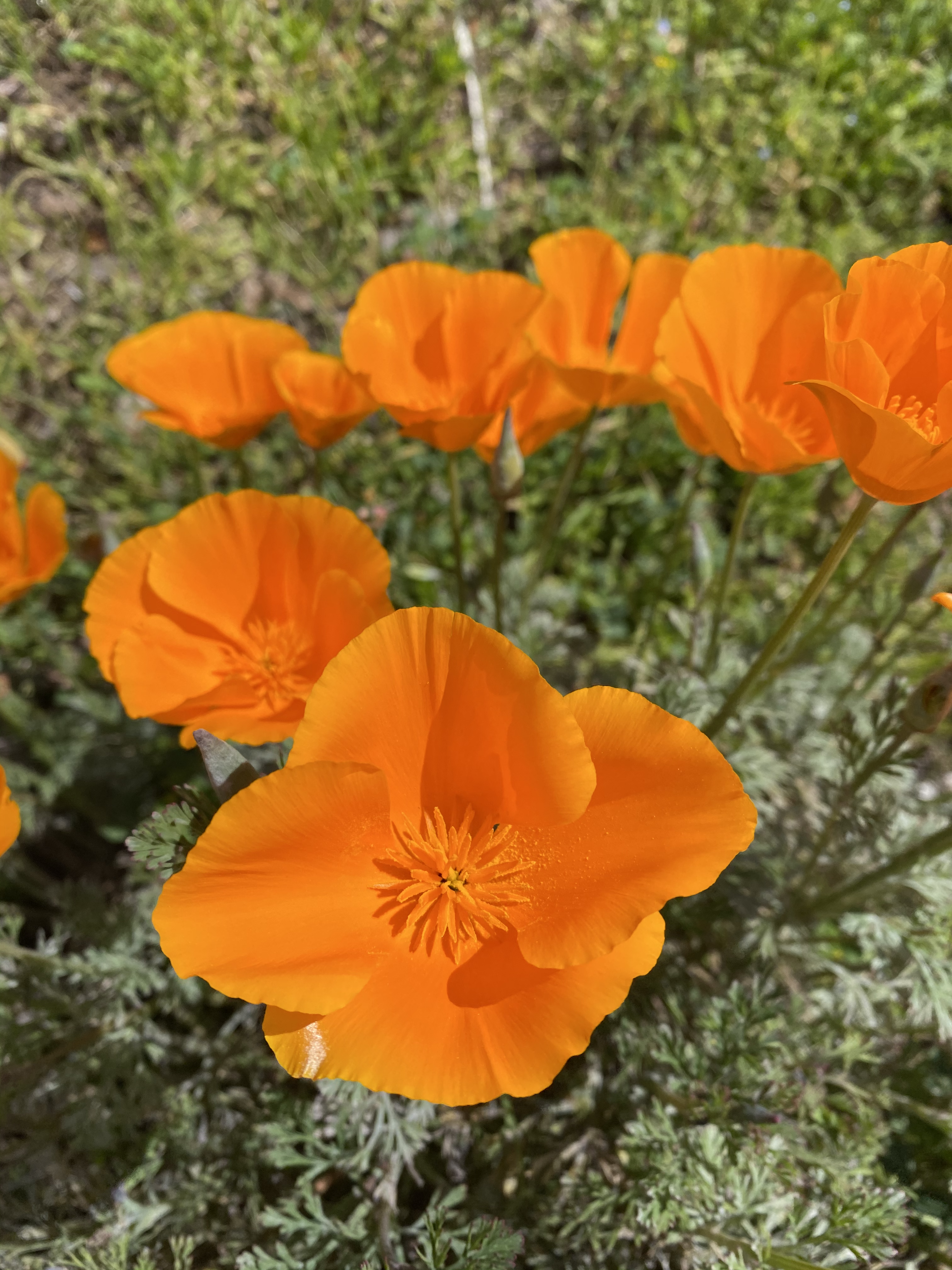 California Poppies - Bright orange in the sun.